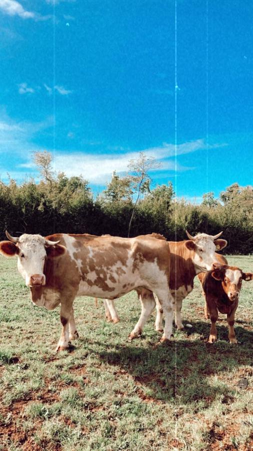 Villa Agroturizam Musizza Nova Vas  Esterno foto